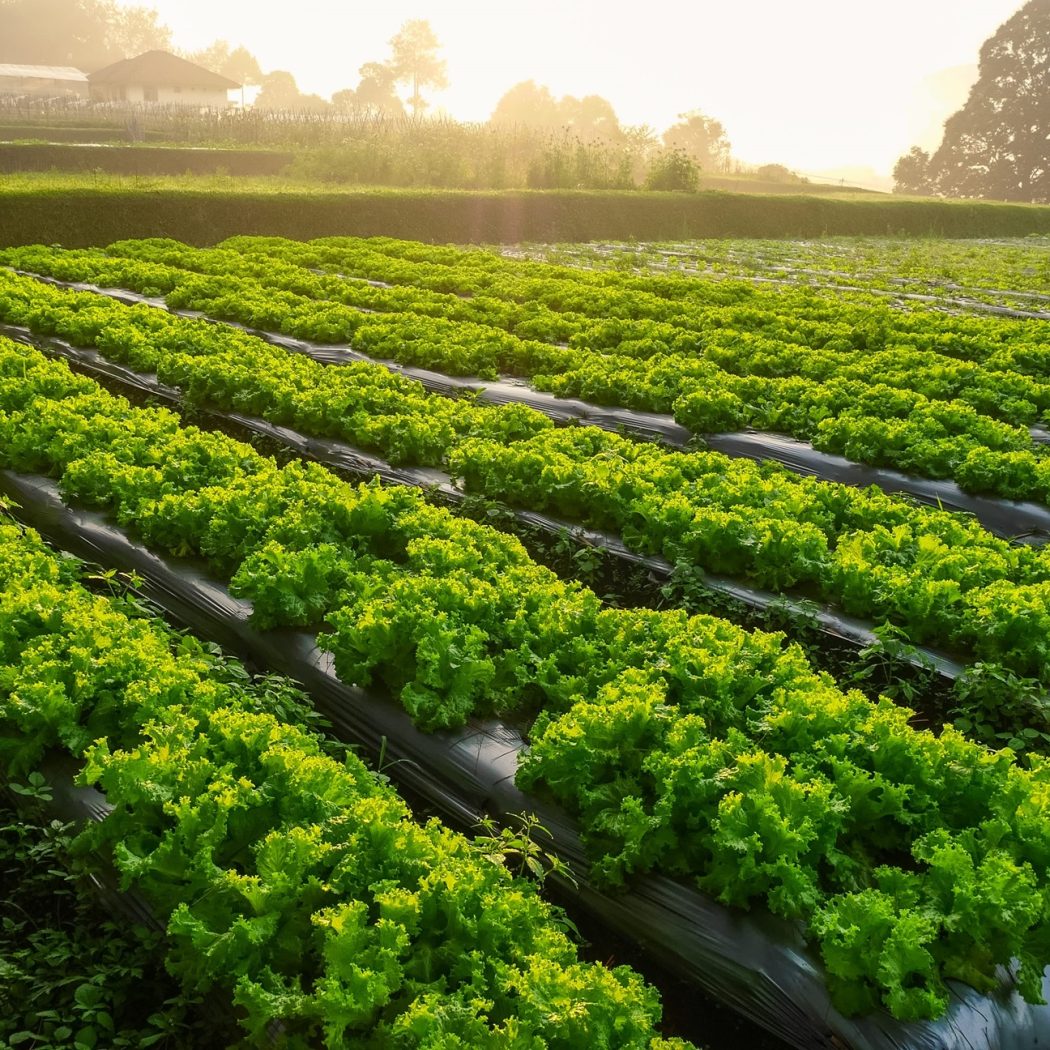paradise-herbs-farm2